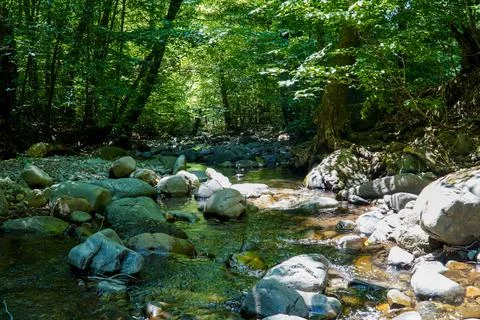 A cool mountain stream in the forest, tree crowns hanging over the water Stock Photos