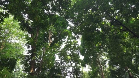 Cool natural trees in a forest on a sunny afternoon Stock Footage 272909381