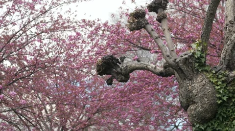 A cool old tree and blossoms Stock Footage 49150151