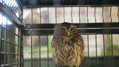 A cool owl sits in a cage and looks with big eyes directly into the camera. Stock Footage 253216864
