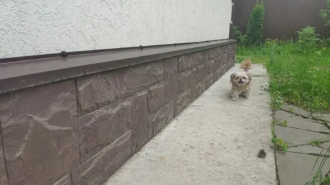 Cool pass run of the dog behind the steering wheel Stock Footage 155685330