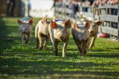 Cool pig running Stock Photos