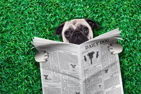 Cool pug dog Stock-Fotos