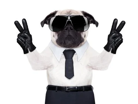 Cool pug Foto stock