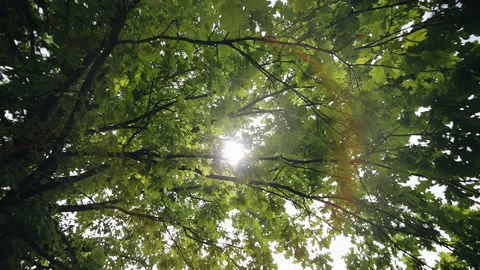 Cool rays of the sun shine through the foliage of the tree Stock Footage 220723287