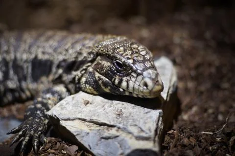 Cool reptile on stone Stock Photos