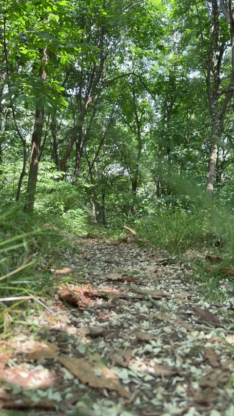 Cool Shaded Forest Floor Covered With Pale Fallen Petals Stock Footage 340416624