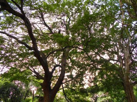 Cool shady trees 库存照片