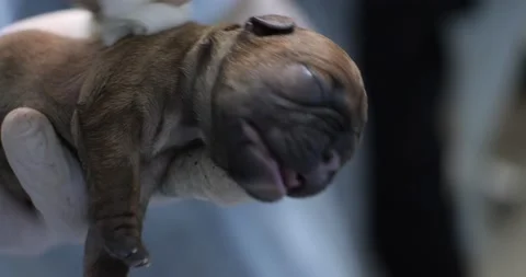 A cool shot of a newborn puppy taking Stock Video Pond5