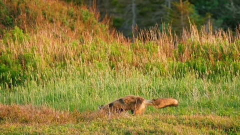Cool shot of a red fox pouncing on mice in field during sunset Stock Footage 78687512