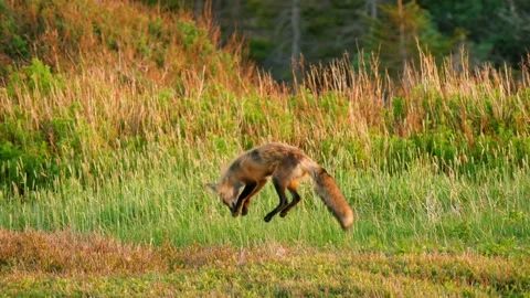 Cool Shot Of A Red Fox Pouncing Mice In Field During Sunset Stock Footage 237508869