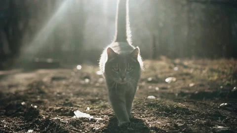 Cool shots of a cat in the evening at sunset Stock Footage 200027921