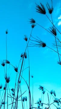 Cool smartphone wallpapers Stock Photos