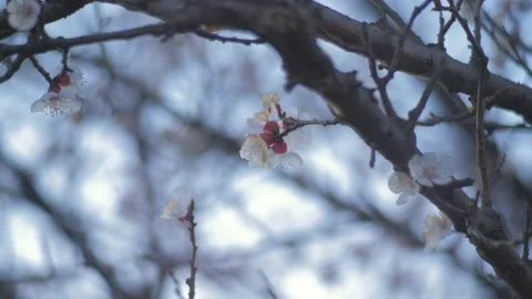Cool spring. Apricot flowers on the branches of a still bare tree. Stock Footage 147947146