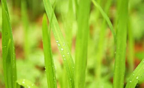 Cool spring grass Stock Photos