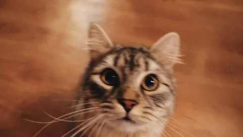 Cool striped cat constantly pokes his face into the camera. Very funny moment Stock Footage 116478478