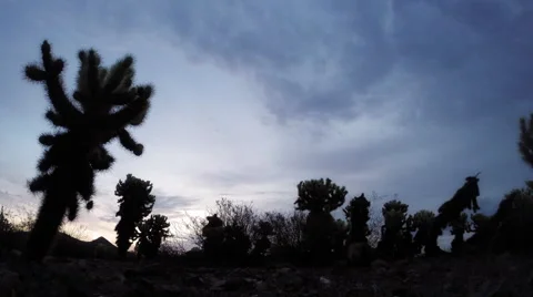 Cool Sun Rising Over Cholla Cactus Stock Footage 40595462