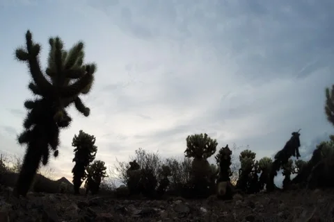 Cool Sun Rising Over Cholla Cactus Stock Footage 40595636