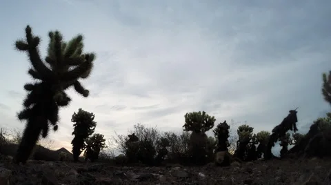 Cool Sun Rising Over Cholla Cactus Stock Footage 40595874
