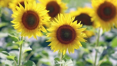 Cool sunflowers swaying in the wind. Stock Footage 114562522