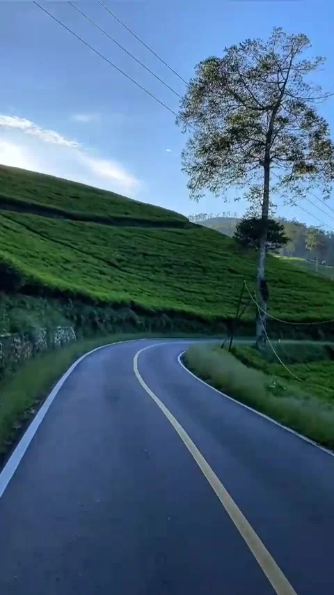 Cool tea plantation Stock Footage 308272423