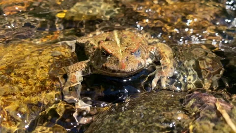 Cool Toad Gives Camera A Wink Video stock 287390491