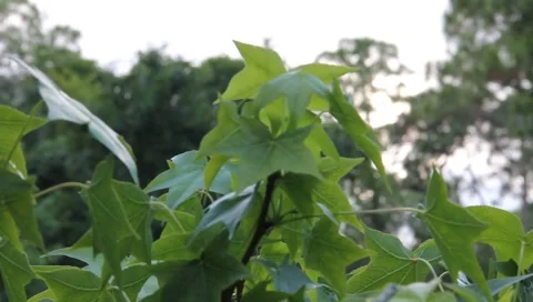 Cool Tree Stock Footage 5504063