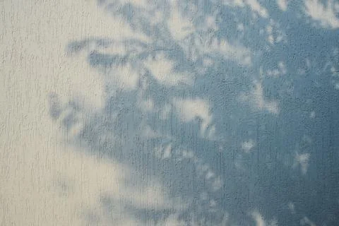 Cool Tree Leaves Shadow on Textured White Wall Background Stock Photos