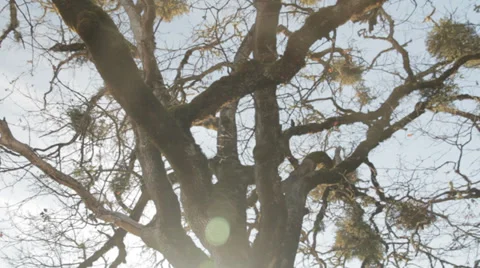 Cool Tree with Lens Flare 스톡 동영상 34071848