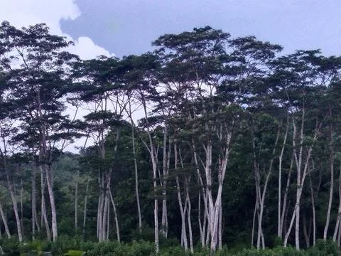 Cool tree Stock Photos