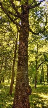 Cool tree! Stock Photos