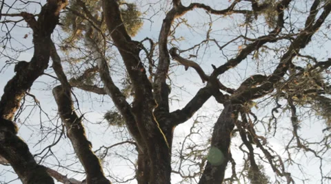 Cool Tree - Slider Shot 2 Video stock 34072826