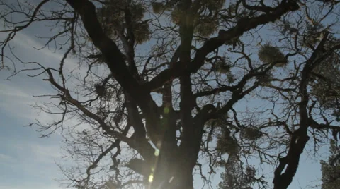 Cool Tree - Slider Shot 스톡 동영상 34071827