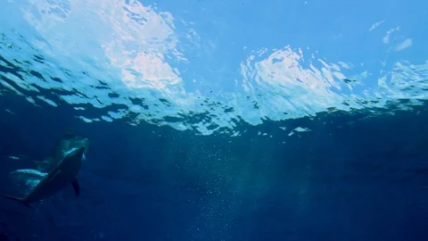 Cool underwater scenery. Stock Footage 120682281
