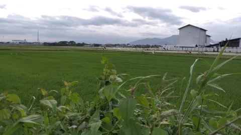 Cool view in the rice fields in the afternoon Stock Footage 220011116