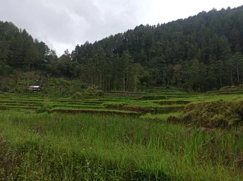 Cool views of the rice fields on the side of the road Stock Photos