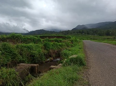 Cool views of the rice fields on the side of the road Stock Photos