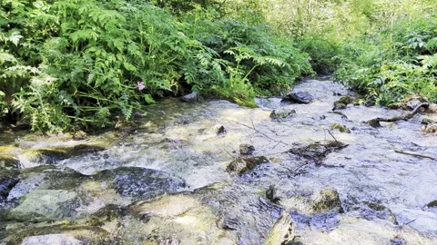 Cool water of rivers in the mountains Stock Footage 341267830