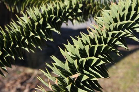 Cool / Weird tree Macro Stock Photos