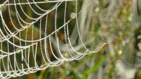 A cool wind sways a cobweb Stock Footage 300721663