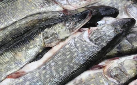 The cooled fish Stock Photos