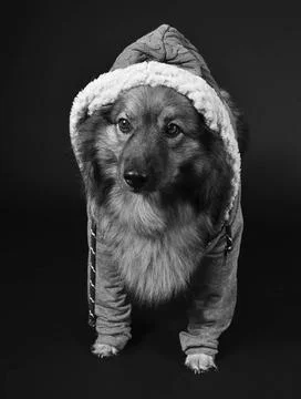 Cooler Hund mit Kapuzenshirt Hoodie Wolfsspitz cooler Hund mit Kapuzenshir... Stock Photos