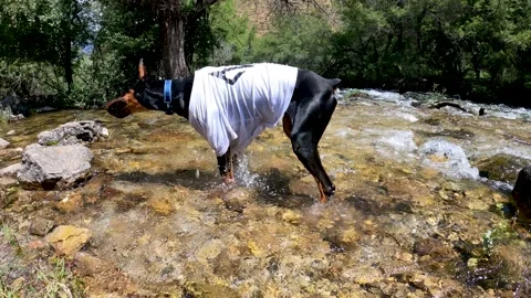 Cooling the dog Stock Footage 171815665