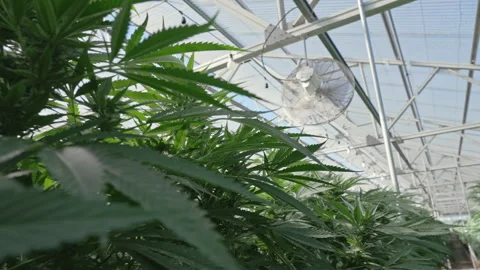 Cooling Fan Above Dense Marijuana Foliage in Bright Glasshouse Video stock 345180504