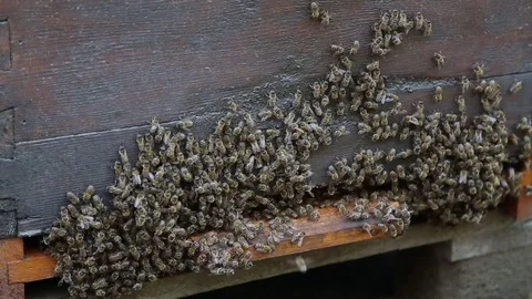 Cooling of the hive Stock Footage 74729002