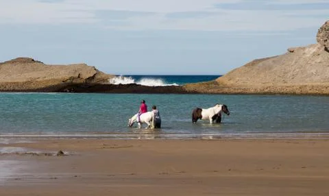 Cooling off poneys Stock Photos