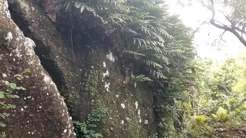 The Coolness Behind the Mossy Rocks Stock Footage 329207781