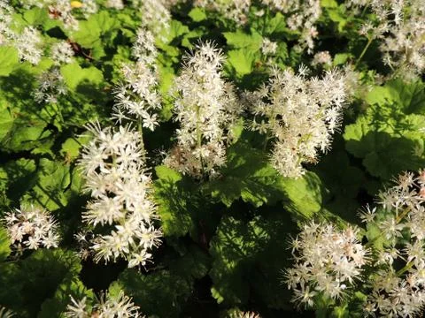 Coolwort or foam flower during flowering Stock Photos