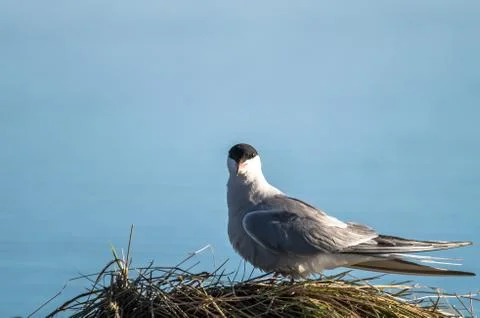 Coomon tern Stock Photos
