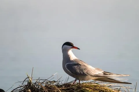 Coomon tern Stock Photos